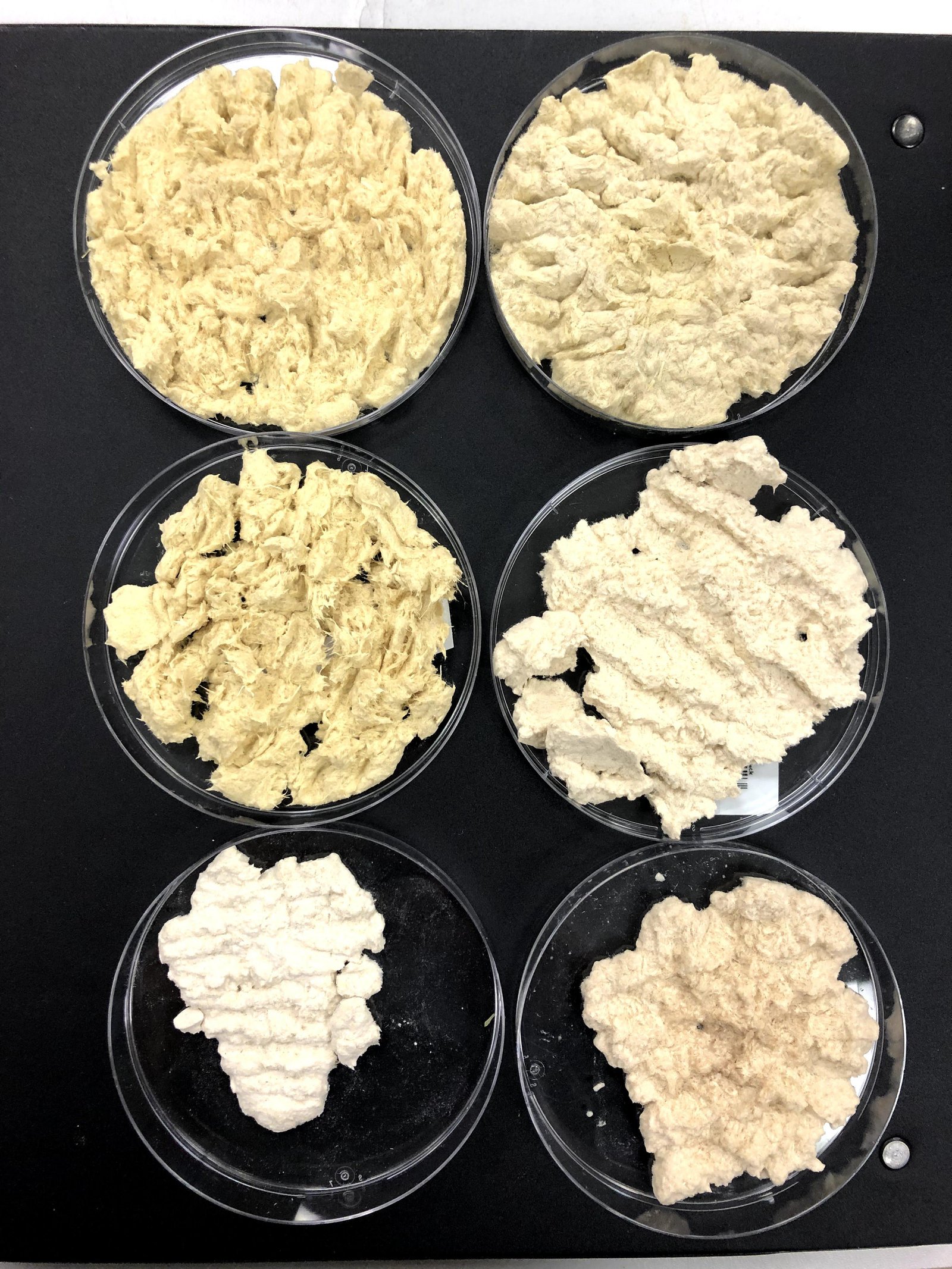 Cellulose